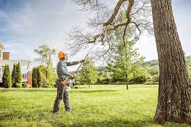 Best Fruit Tree Pruning  in Livingston, CA