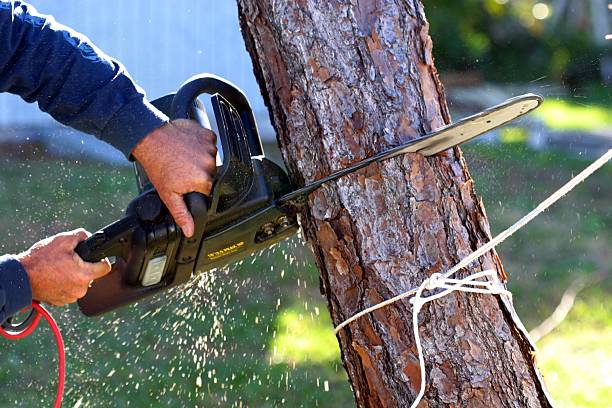 How Our Tree Care Process Works  in  Livingston, CA