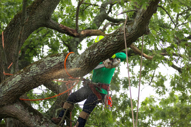  Livingston, CA Tree Services Pros