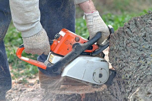 Best Tree Trimming and Pruning  in Livingston, CA