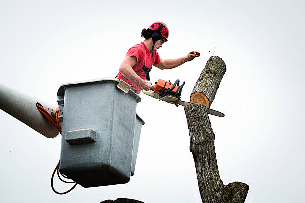 Best Stump Grinding and Removal  in Livingston, CA