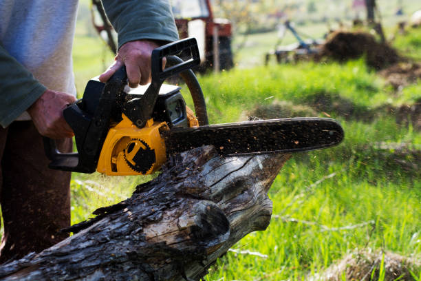 Best Hazardous Tree Removal  in Livingston, CA