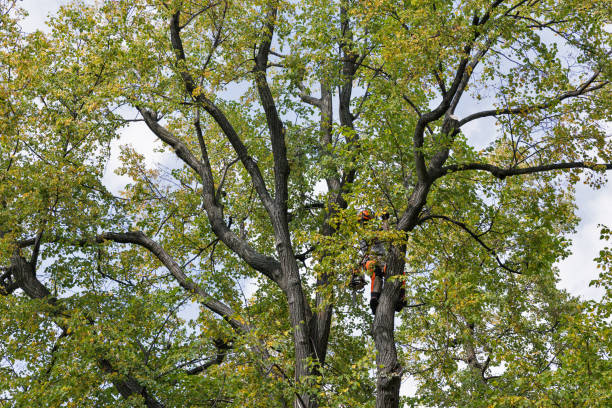 Leaf Removal in Livingston, CA